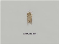 藏品(印華波紋蛾)的圖片